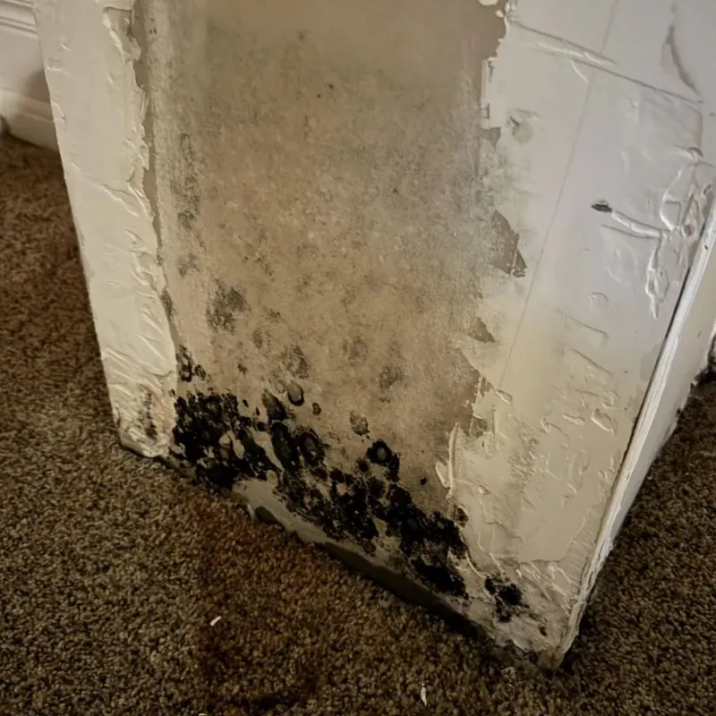 Professional Mold Removal in Woodward, OK